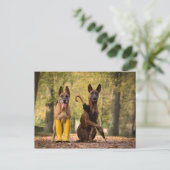 犬を騙す ポストカード (スタンド正面)