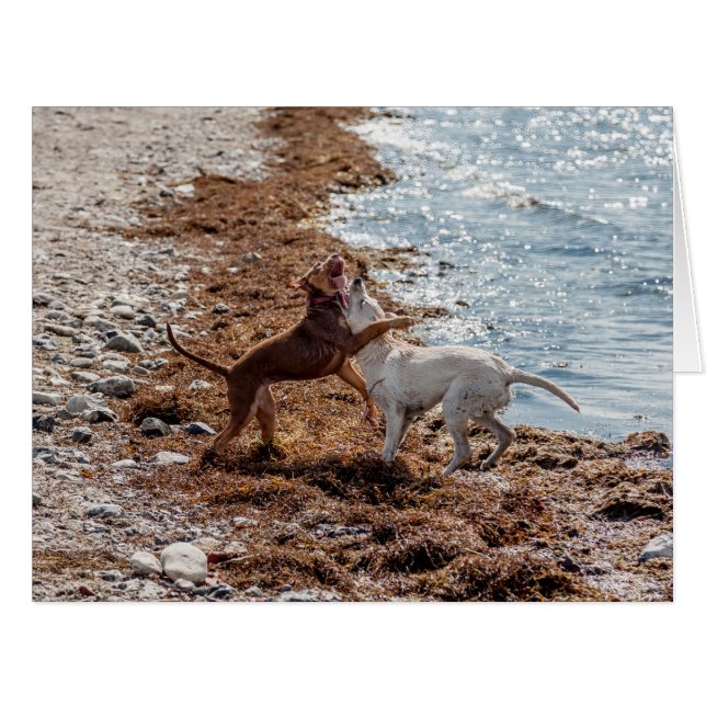犬オンビーチ (正面横)