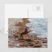 犬オンビーチ ポストカード (正面/裏面)