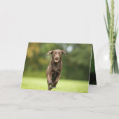 犬パーソナライズされたの写真 カード (裏面)