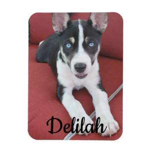 犬パーソナライズされた  ペットの写真 マグネット