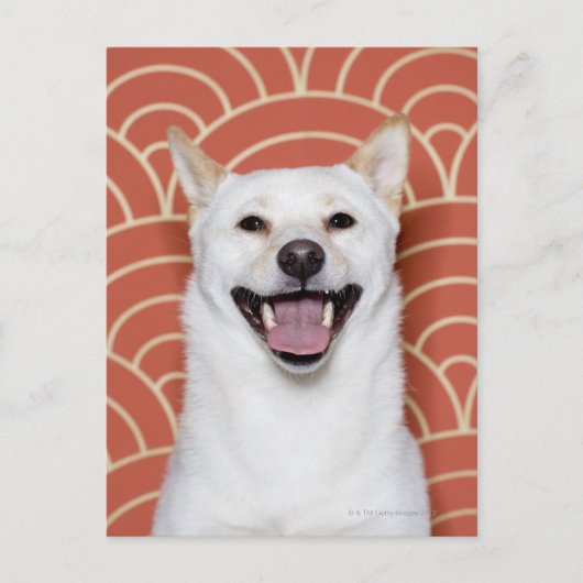 犬ポートレート3 ポストカード (正面)