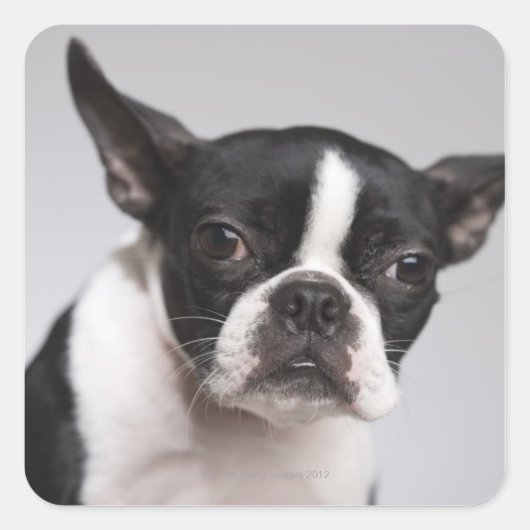犬ポートレート スクエアシール (正面)