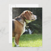 犬ポートレート ポストカード (正面/裏面)