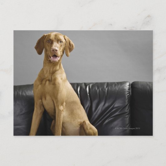 犬ポートレート ポストカード (正面)