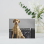 犬ポートレート ポストカード (スタンド正面)