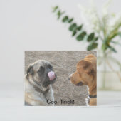 犬ユーモアのあるはがき ポストカード (スタンド正面)