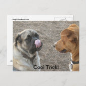 犬ユーモアのあるはがき ポストカード (正面/裏面)