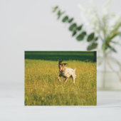 犬ランニングの草の間 ポストカード (スタンド正面)