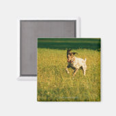犬ランニングの草の間 マグネット (正面/裏面)