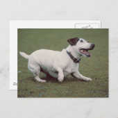 犬ランニングの ポストカード (正面/裏面)