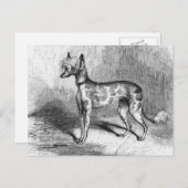 犬中国ののヴィンテージ犬イラストレーション ポストカード (正面/裏面)