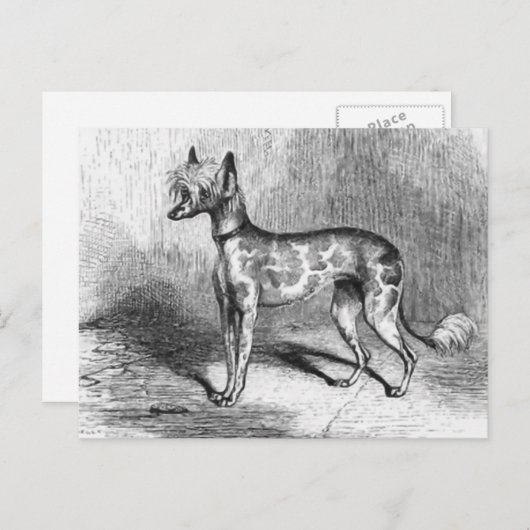 犬中国ののヴィンテージ犬イラストレーション ポストカード (正面/裏面)