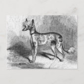 犬中国ののヴィンテージ犬イラストレーション ポストカード (正面)