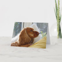 犬好きのために