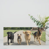 犬好き 招待状 (スタンド正面)