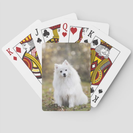 犬子犬の白い犬の毛皮 トランプ (裏面)
