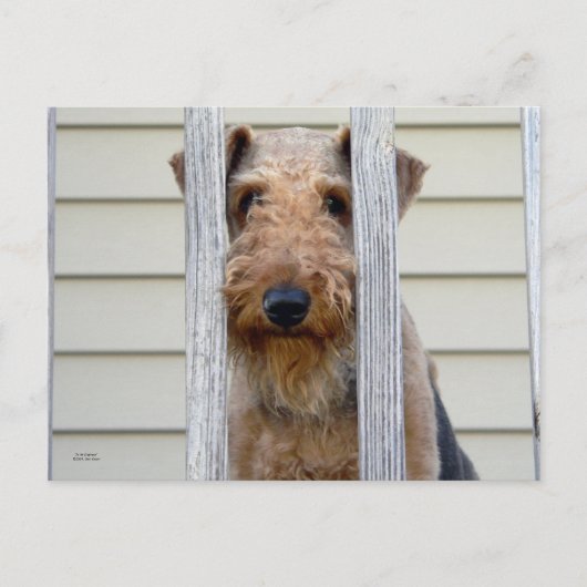 「犬小屋で」 ポストカード (正面)