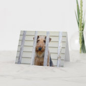 犬小屋カード カード (正面)