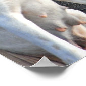 犬引用文ポスター – Erica Jong ポスター (角)