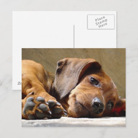 犬恋しく思は ポストカード (正面/裏面)