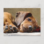 犬恋しく思は ポストカード (正面)