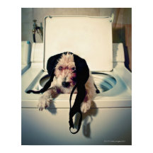 犬救済は洗い流しに行く