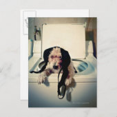 犬救済は洗い流しに行く ポストカード (正面/裏面)