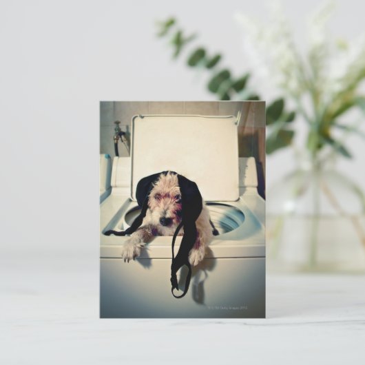 犬救済は洗い流しに行く ポストカード (スタンド正面)