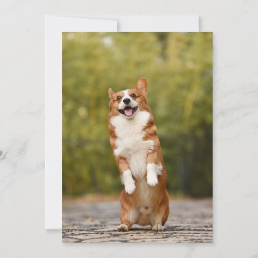 犬最高の母は母のデイカードを拳で叩く 招待状 (裏面)