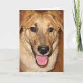 犬獣医さん卒業、おめでとうございます カード (正面)