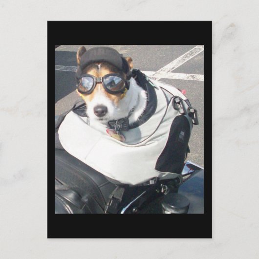 犬用はがき ポストカード (正面)