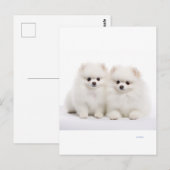 犬用はがき ポストカード (正面/裏面)