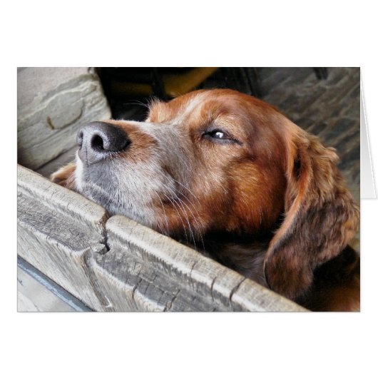 犬用カード (正面横)