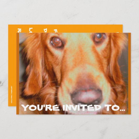 犬用バースデーパーティ招待状 招待状