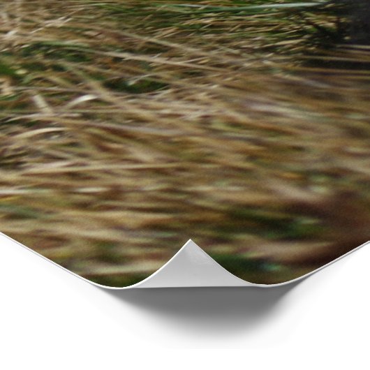 犬筋図 ポスター (角)