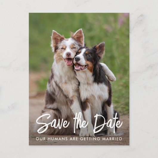 犬結婚のパーソナライズされたペット写真 案内ポストカード (正面)
