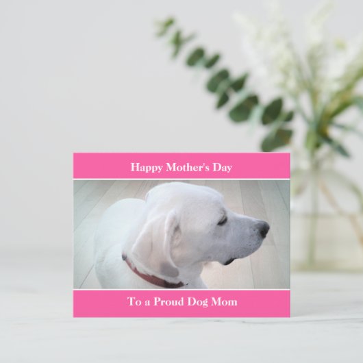犬誇りを持った母かわいい白いラブラドールミックス犬のプロフィール シーズンポストカード (スタンド正面)