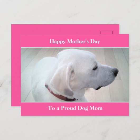 犬誇りを持った母かわいい白いラブラドールミックス犬のプロフィール シーズンポストカード (正面/裏面)