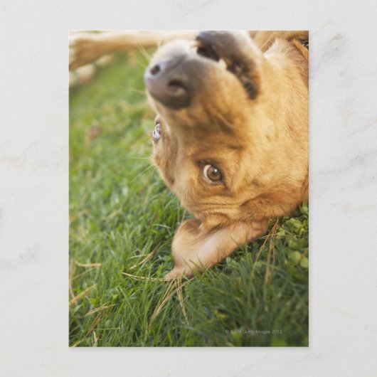 犬転がが背中に ポストカード (正面)