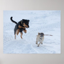 犬遊が雪の中に