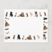 犬違うが一列に繁殖する ポストカード (正面)