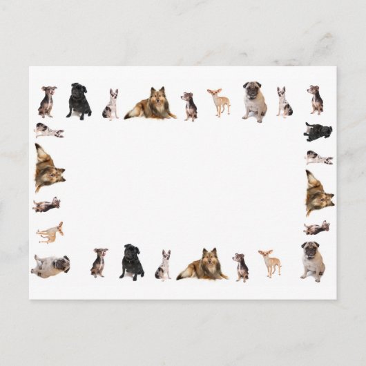 犬違うが一列に繁殖する ポストカード (正面)