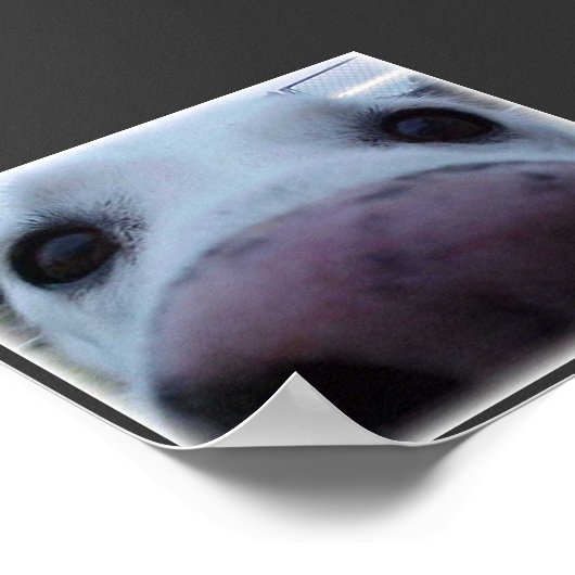 犬顔 ポスター (角)