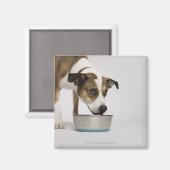 犬食べのボウルから マグネット (正面/裏面)