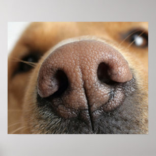 犬鼻の極度なクローズアップ ポスター