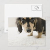 犬2 ポストカード (正面/裏面)