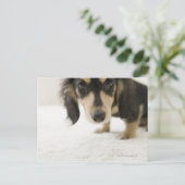 犬2 ポストカード (スタンド正面)