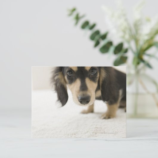 犬2 ポストカード (スタンド正面)