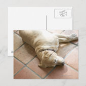 犬3 ポストカード (正面/裏面)